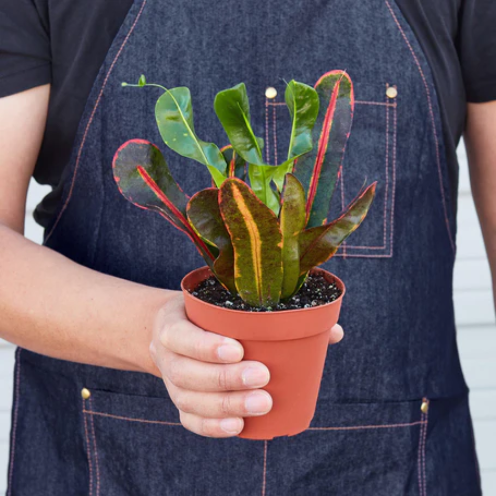 Croton Mammy - Colorful Foliage Houseplants for Home and Office Decor 3" Pot by Succulents Box
