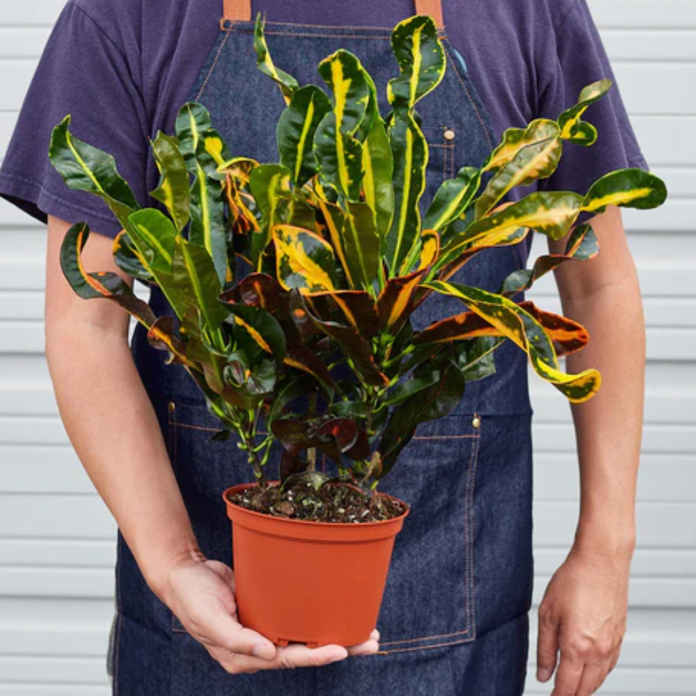 Croton Mammy - Colorful Foliage Houseplants for Home and Office Decor 3" Pot by Succulents Box