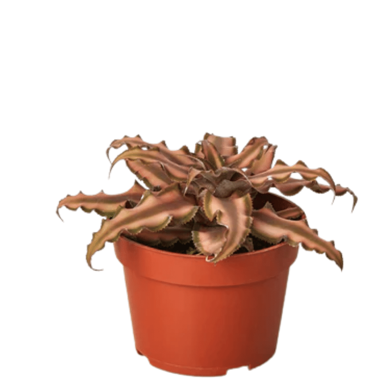 Cryptanthus 'Pink Star' Live Plant, 4" Pot