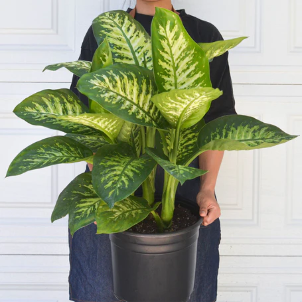 live fiddle leaf fig plant Ficus Lyrata Standard (Fiddle Leaf Fig) 17 in