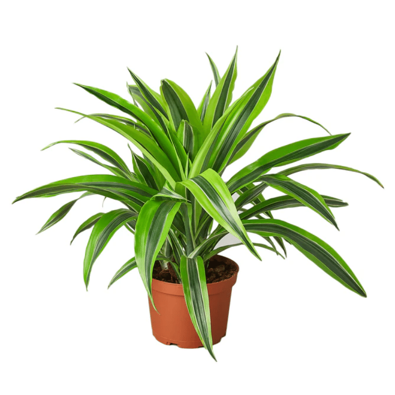 The Snobby Leaf | Dracaena Deremensis 'Lemon Surprise' - 6 inch Pot - Live Houseplant