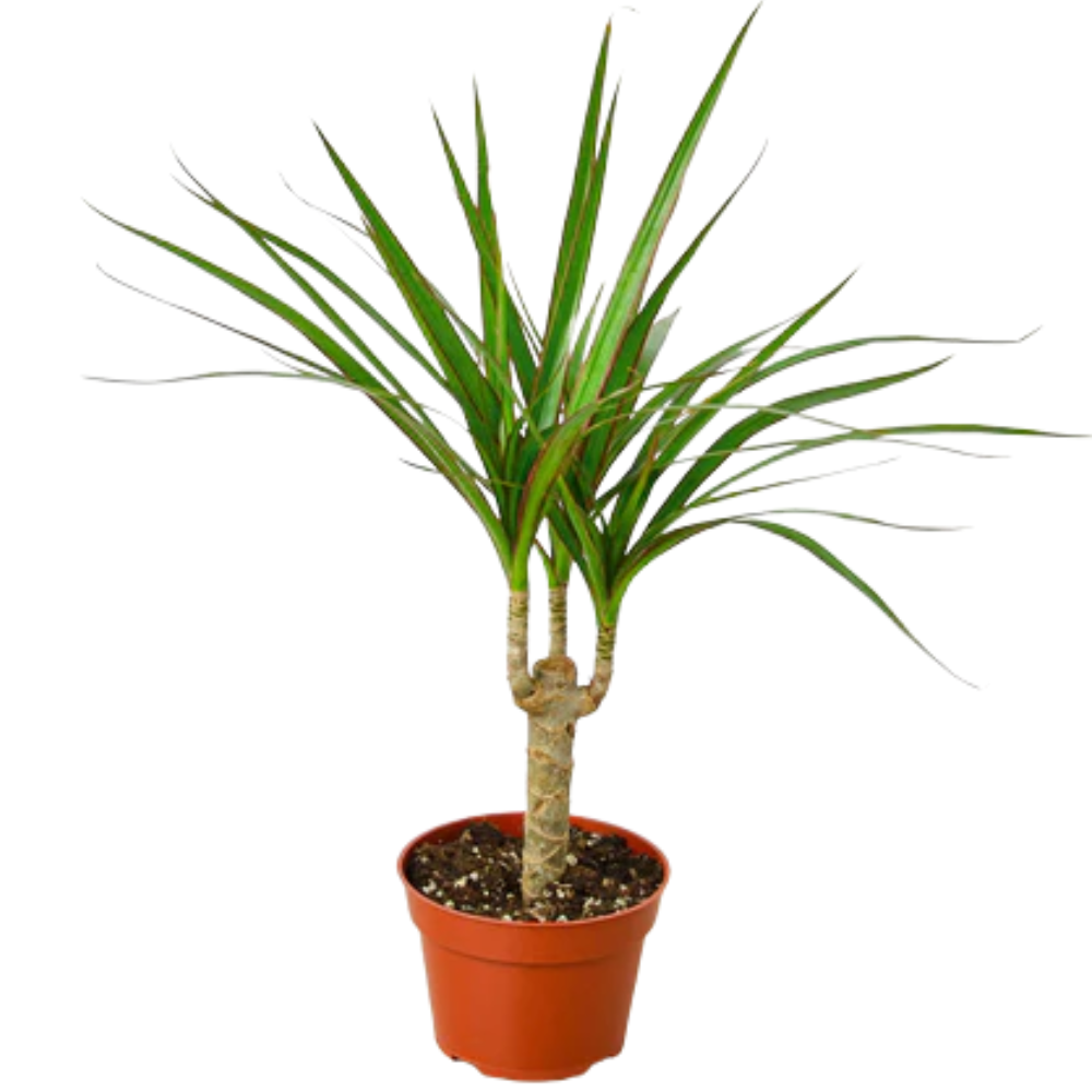 Marginata Cane Dracaena | Plant Addicts