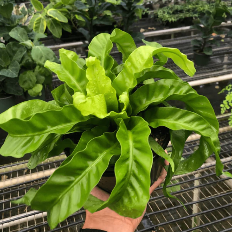 fiddle leaf artificial fig tree Fiddle Leaf Tree  Oyster Creek Collection