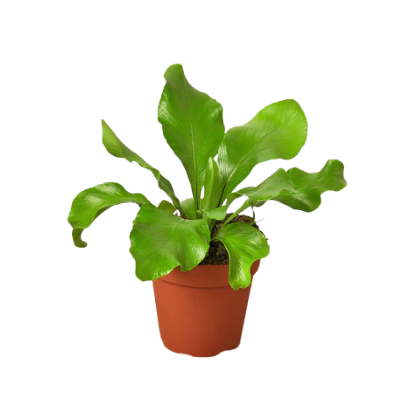 brandtianum philodendron care Philodendron Brandtianum Care main image 1