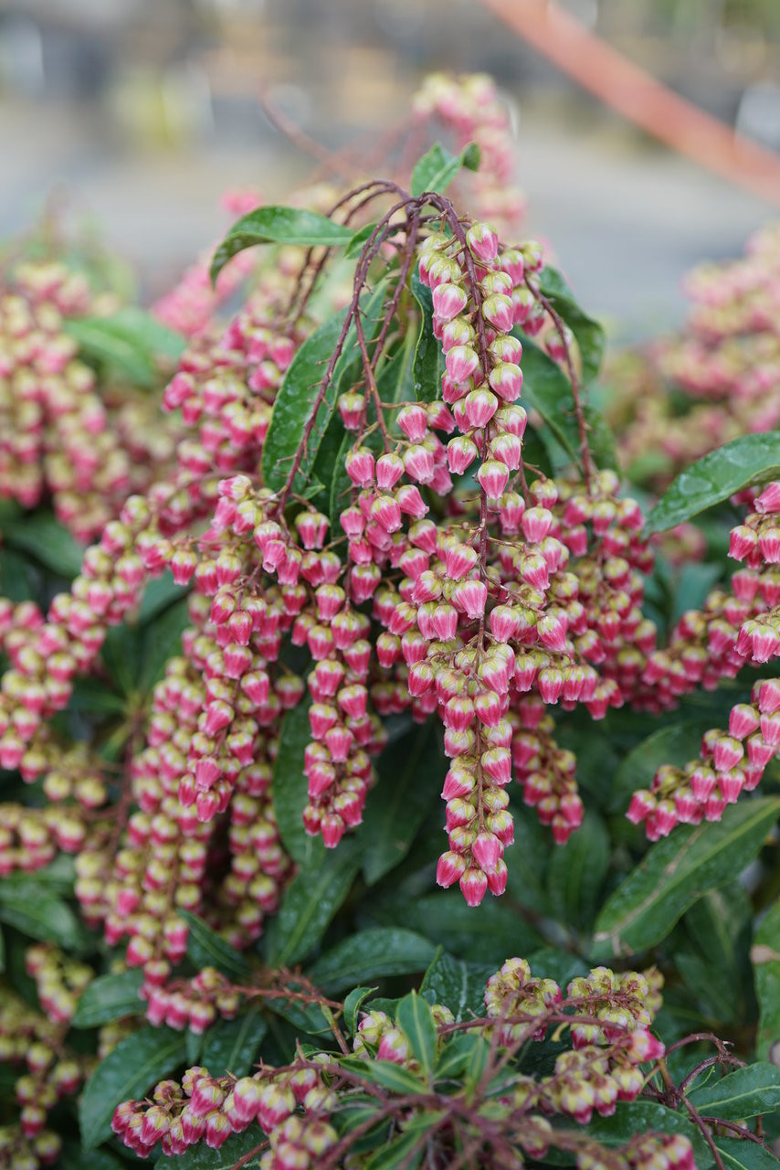 リゾートフラワー Pieris_interstella_with_Red_Bl