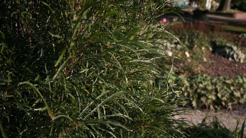 Fine Line Buckthorn | Plant Addicts