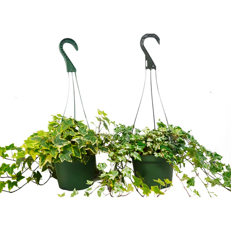 wall mounted plant hanger ORBIT plant hanger – Result Objects