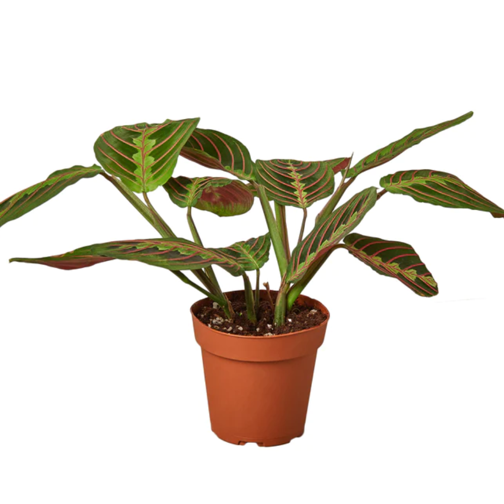 Red Prayer Plant Non Toxic Low Light | Plants & Roses Inc. 3" Pot / Nursery Pot