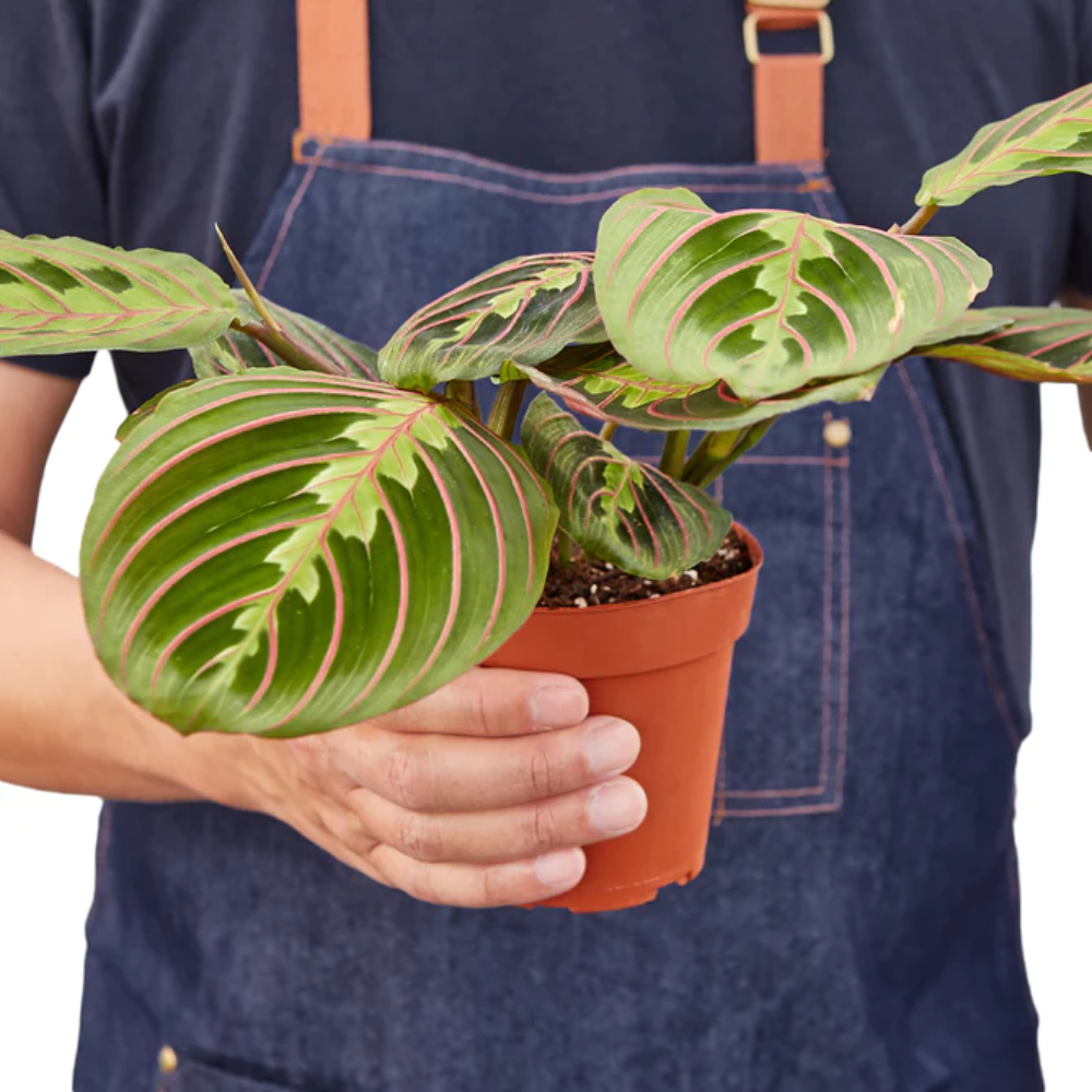 Maranta Red Prayer - Colorful Indoor Houseplants For Sale 6" Pot / Cow Pot by Succulents Box