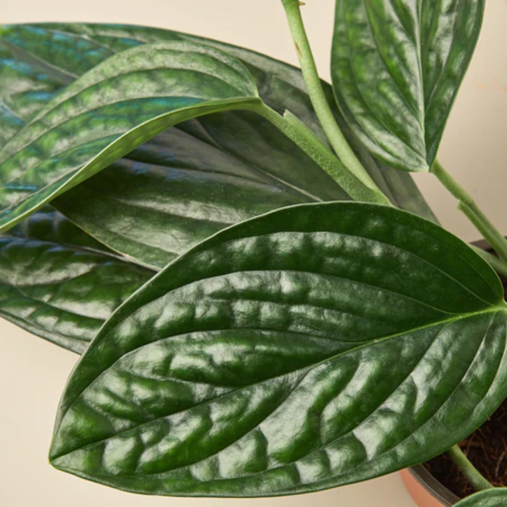 kwiat monstera deliciosa Monstera deliciosa main image 0