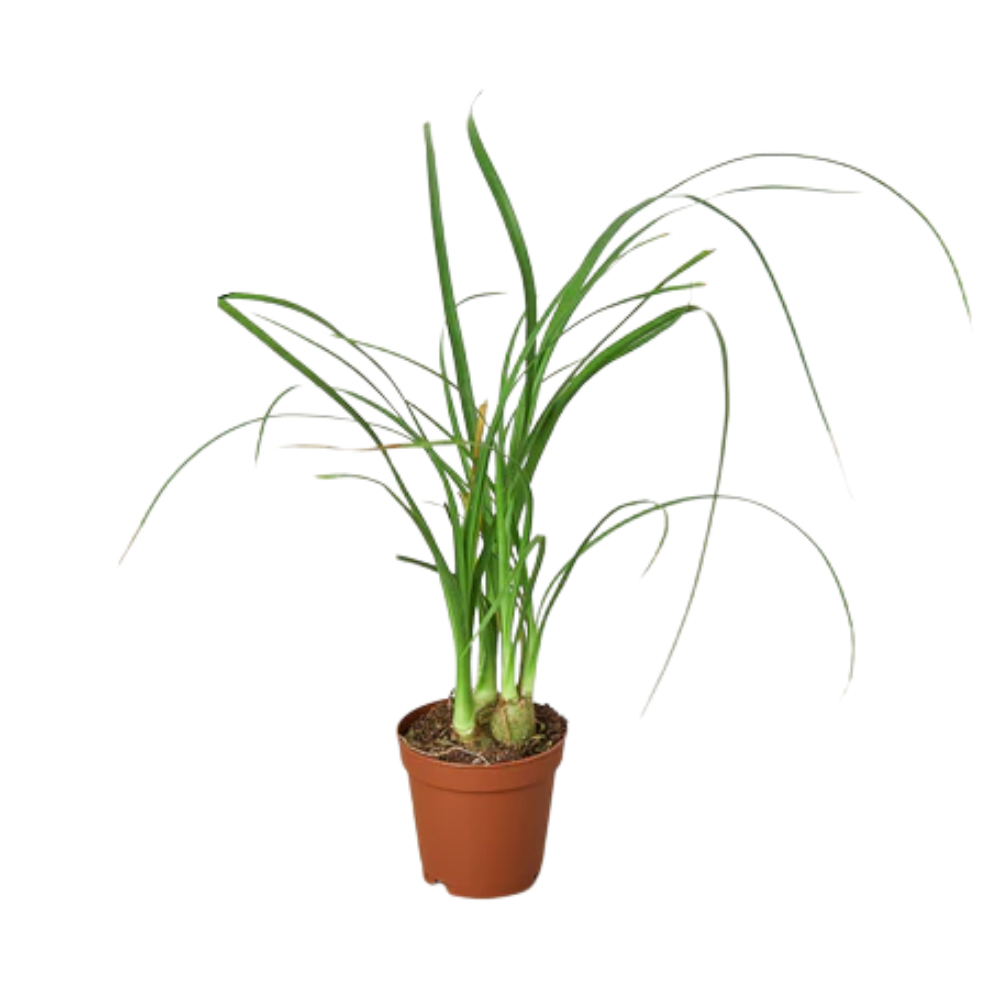 Ponytail Palm Plant Addicts ponytail-palm-plant-addicts