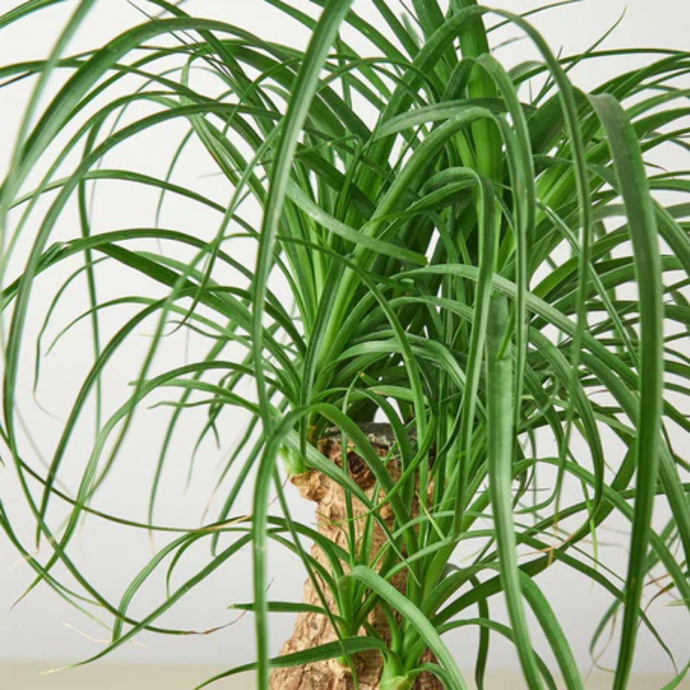 Ponytail Palm | Plant Addicts