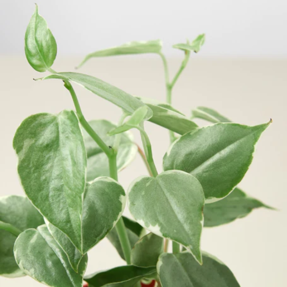 Cupid Peperomia | Plant Addicts