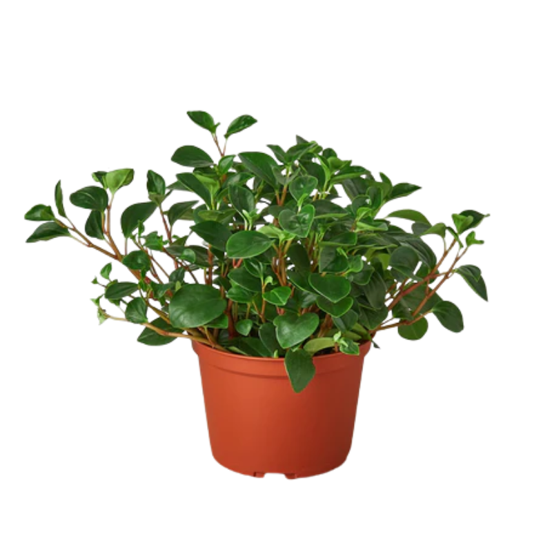 epipremnum marble variegata Epipremnum Pinnatum Marble Variegata - Rare Plant - Beautiful Plant