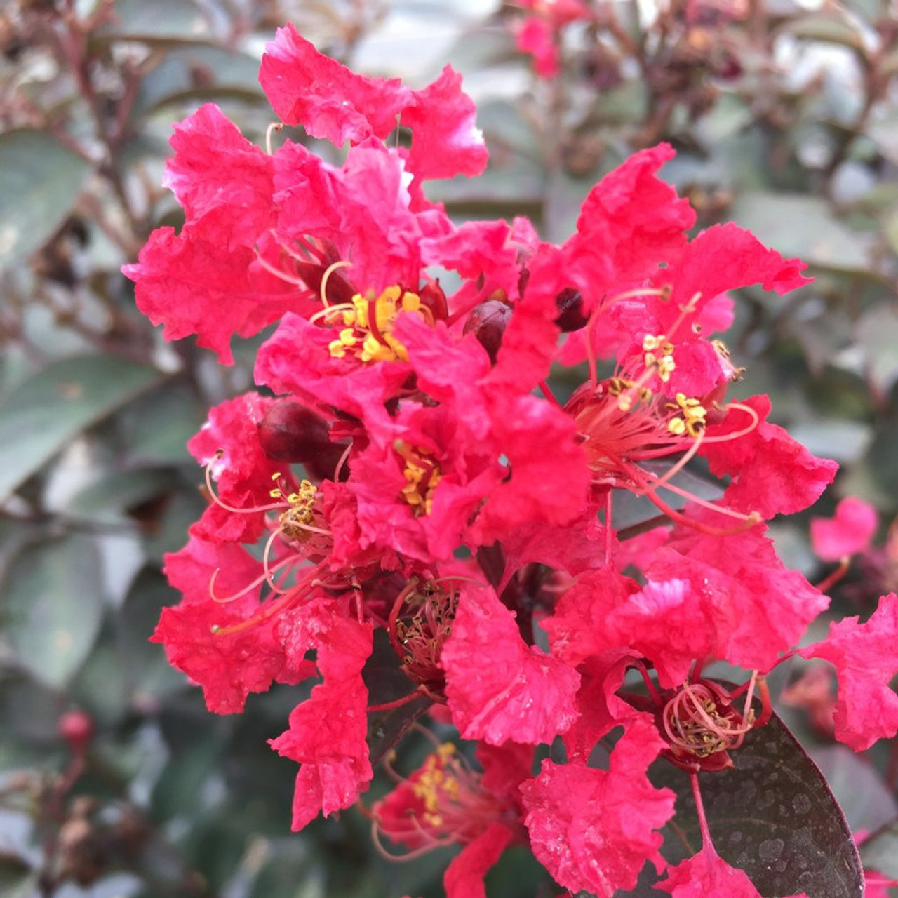 Center Stage® Red Crape Myrtle Plant Addicts