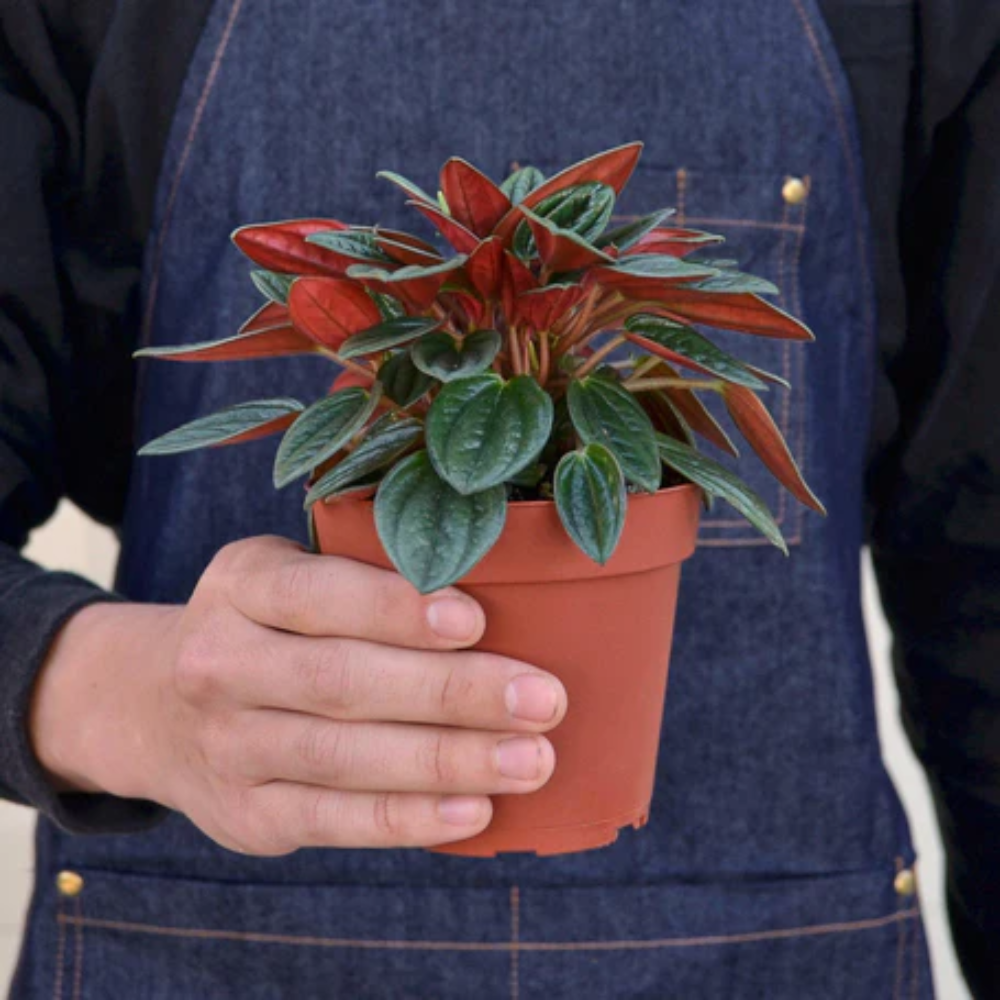 bulk succulent Gardens Made Easy ™ Bulk Succulent 50-pack: Colorful, Cute & Carefree  Plants – Wedding, Celebration, DIY Succulents - (2
