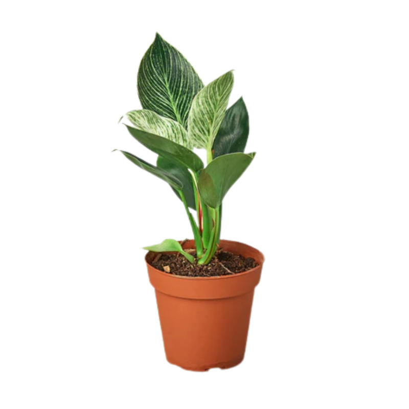 Philodendron BIRKIN - 6"