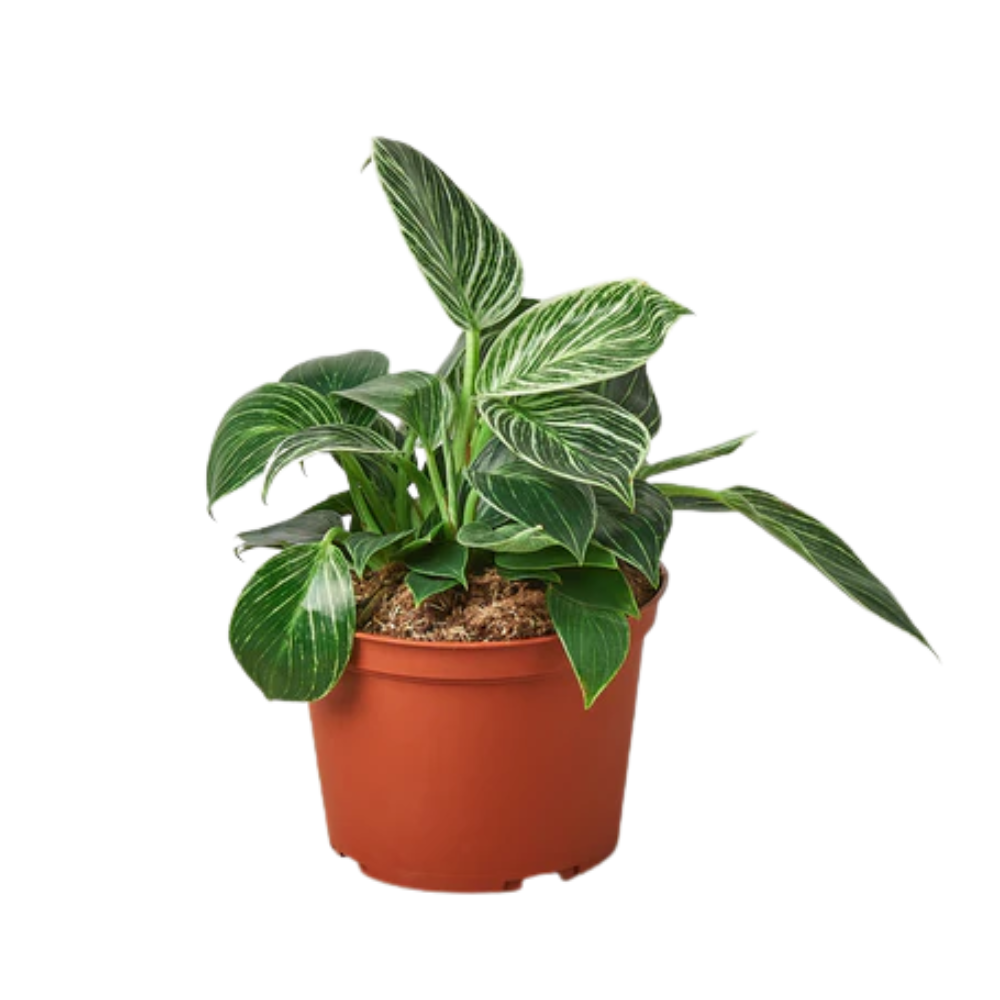 banana plant houseplant Truly Tiny Dwarf Banana Tree | 2 Gallon