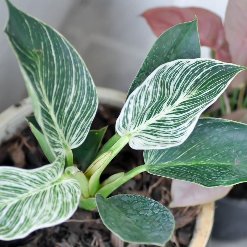 philodendron epipremnum Epipremnum amplissimum variegated — Ecuagenera Orquídeas del Ecuador main image 1