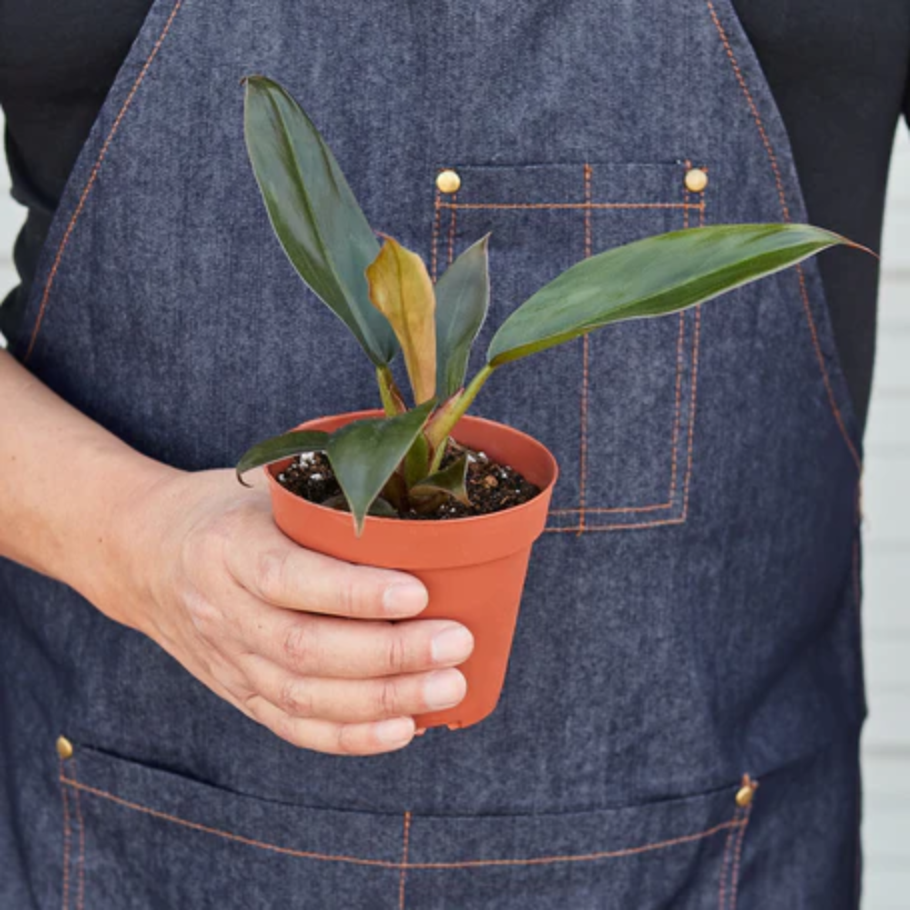 Black Cardinal Philodendron | Plant Addicts