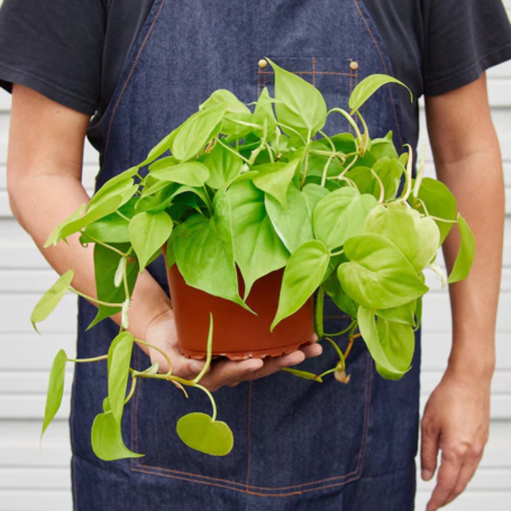 Neon Philodendron | Plant Addicts