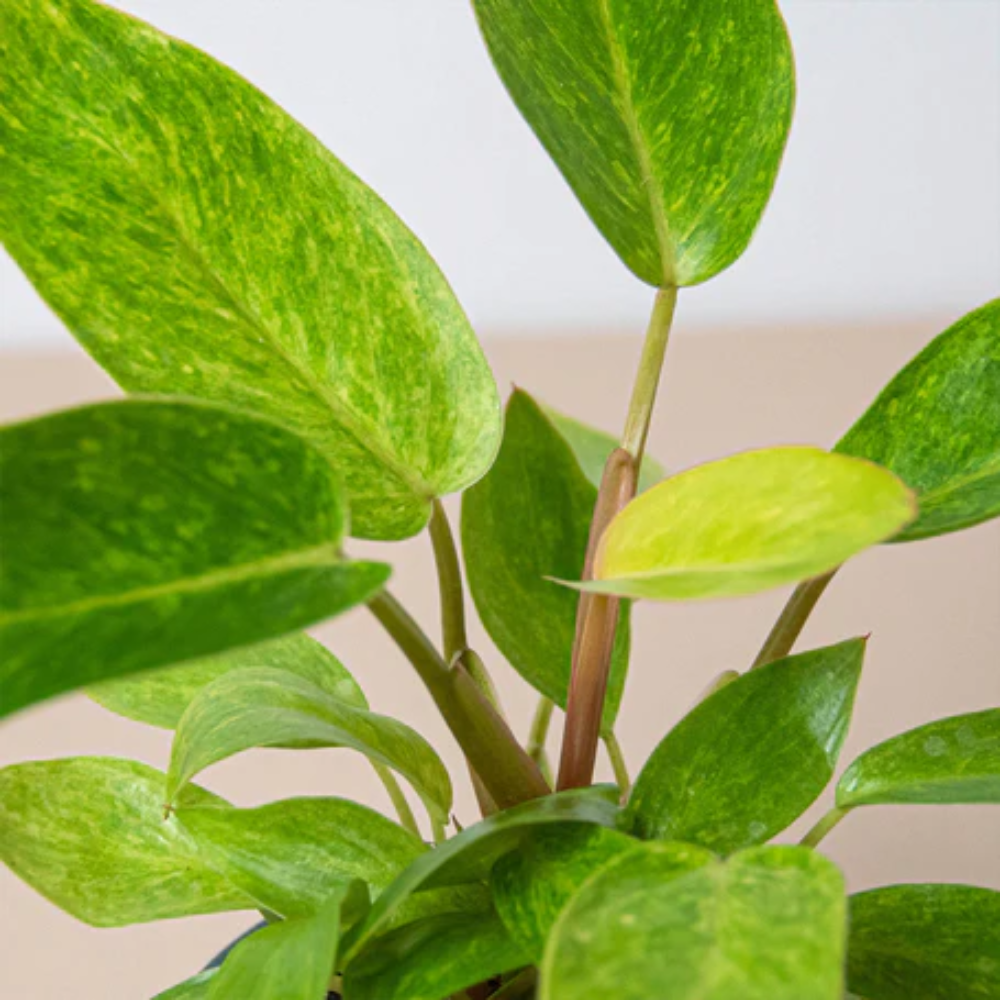 The Snobby Leaf | Philodendron 'Painted Lady' - 4 inch Pot - Live Houseplant