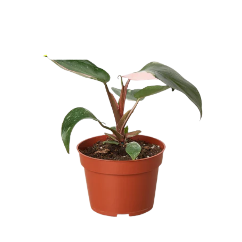 Painted Lady Variegated Philodendron | Plants & Roses Inc. 4" Pot