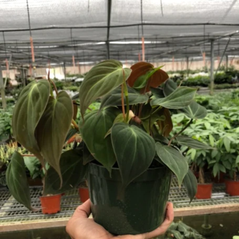burle marx fantasy philodendron Philodendron