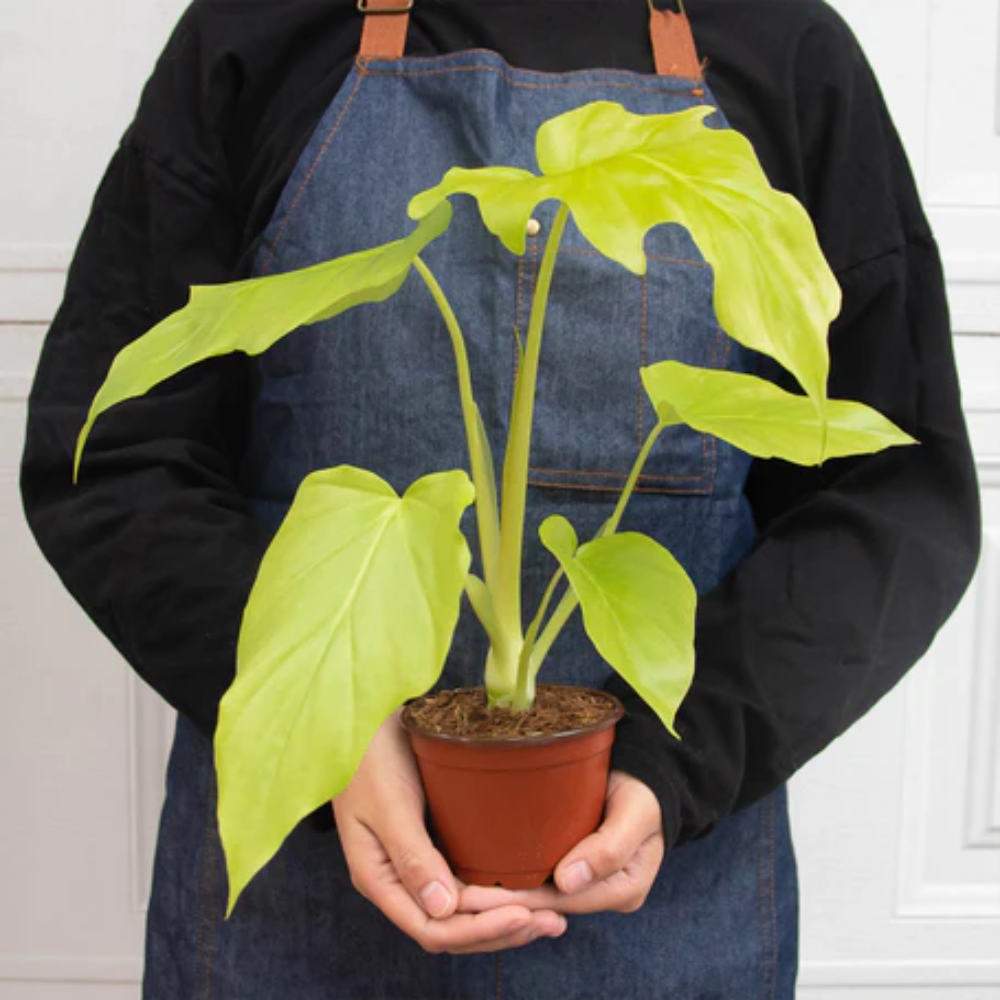 philodendron white princess half moon Philodendron 'White Princess' main image 1