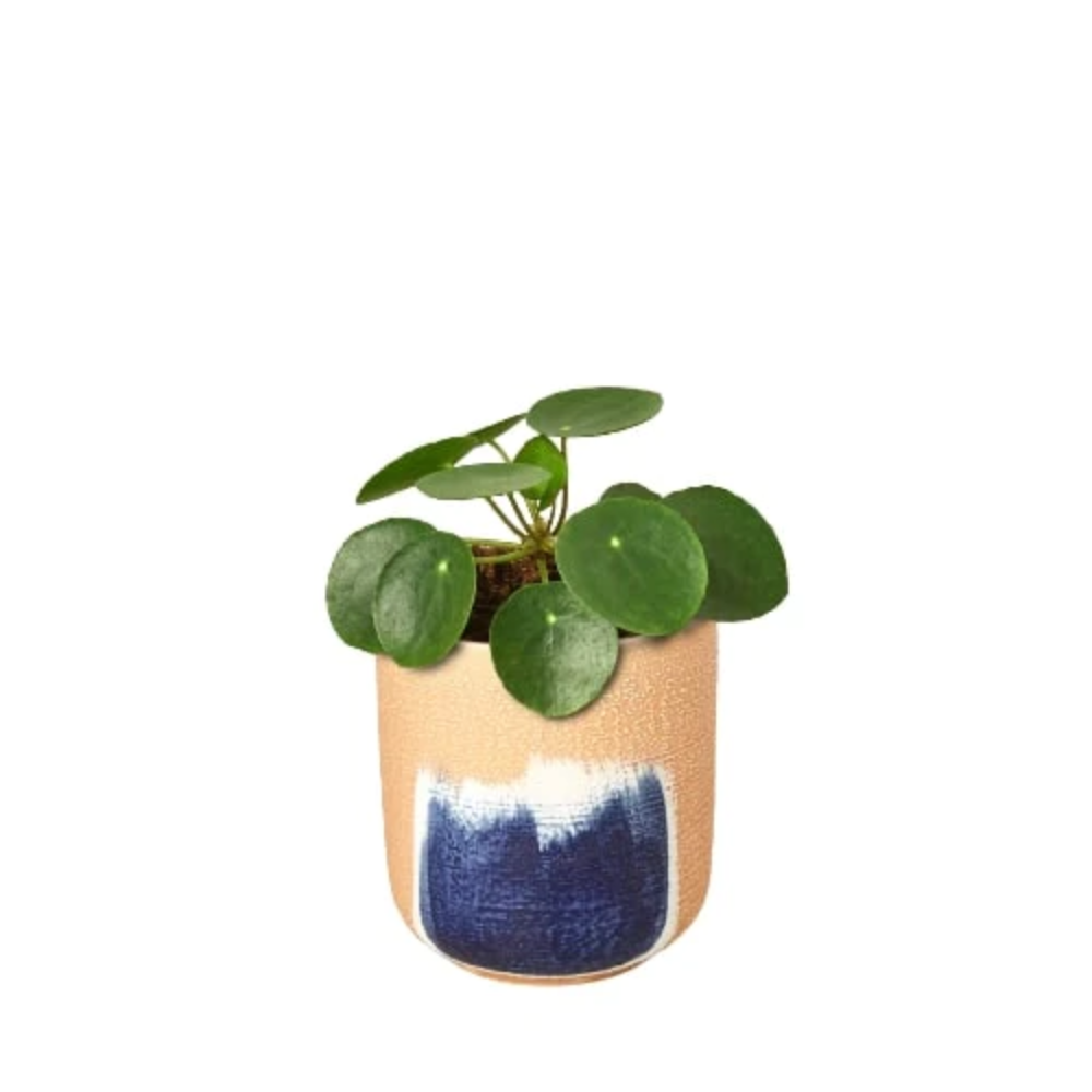 monstera variegata thai constellation Monstera Thai Constellation in 6” Pot | Rare Variegated Thai Monstera for  sale main image 0