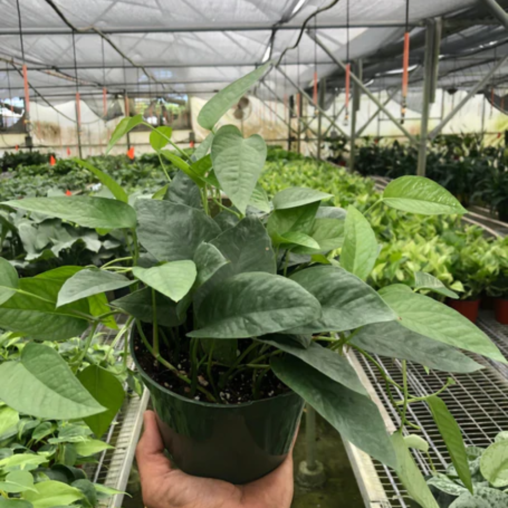 Cebu Blue Pothos | Plant Addicts