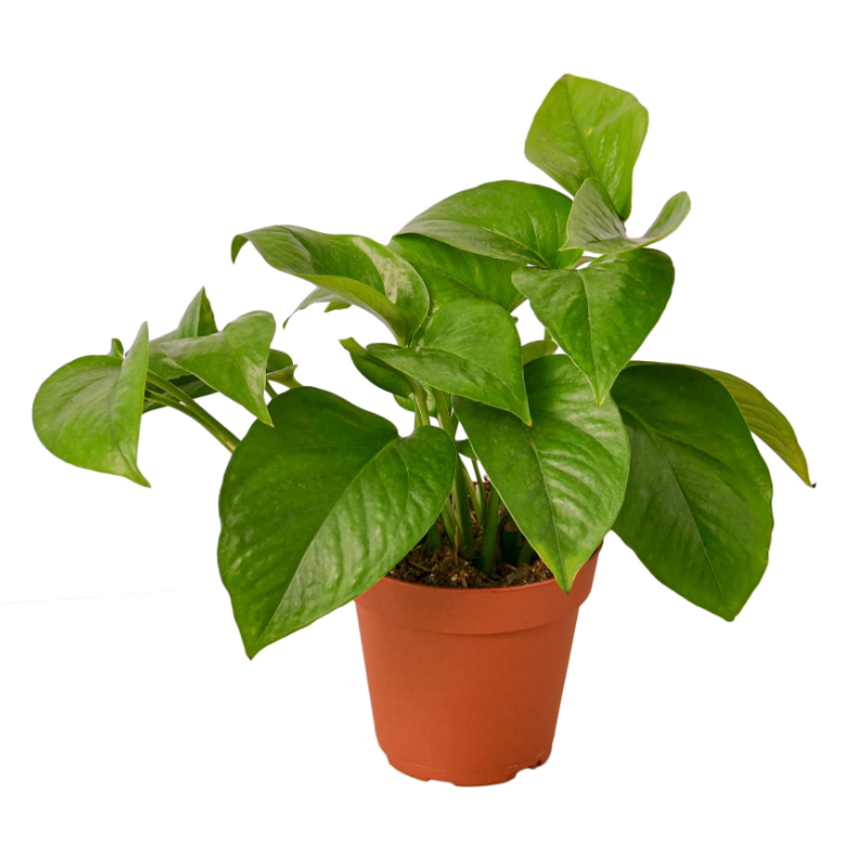 free flower seeds by mail 10 Essential Garden Seeds — Free with Shipping main image 1