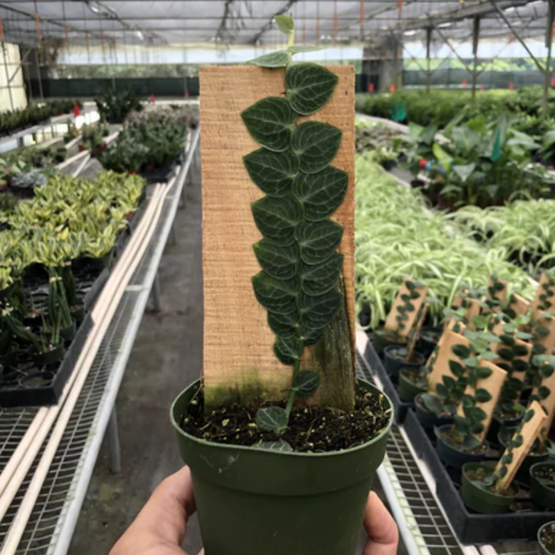 Rhaphidophora Cryptantha Shingle Plant | Plant Addicts