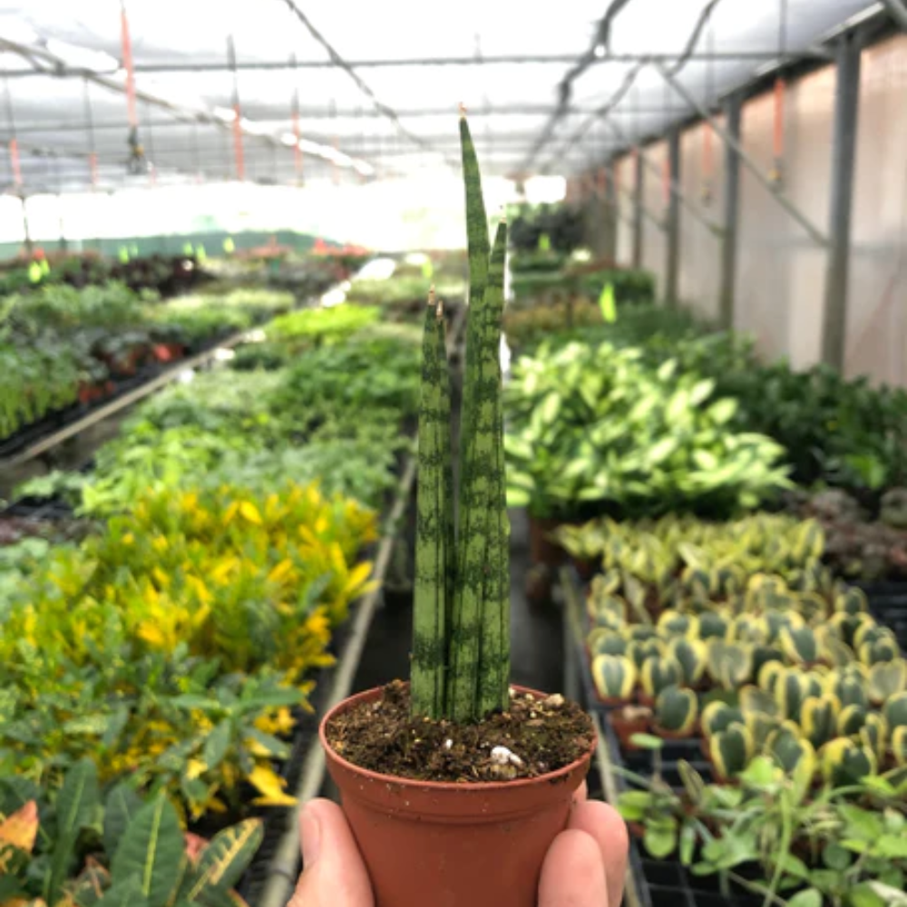 The Snobby Leaf | Snake Plant Cylindrica - 4 inch Pot - Live Houseplant