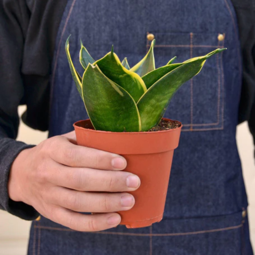 The Snobby Leaf | Snake Plant Emerald Star - 4 inch Pot - Live Houseplant