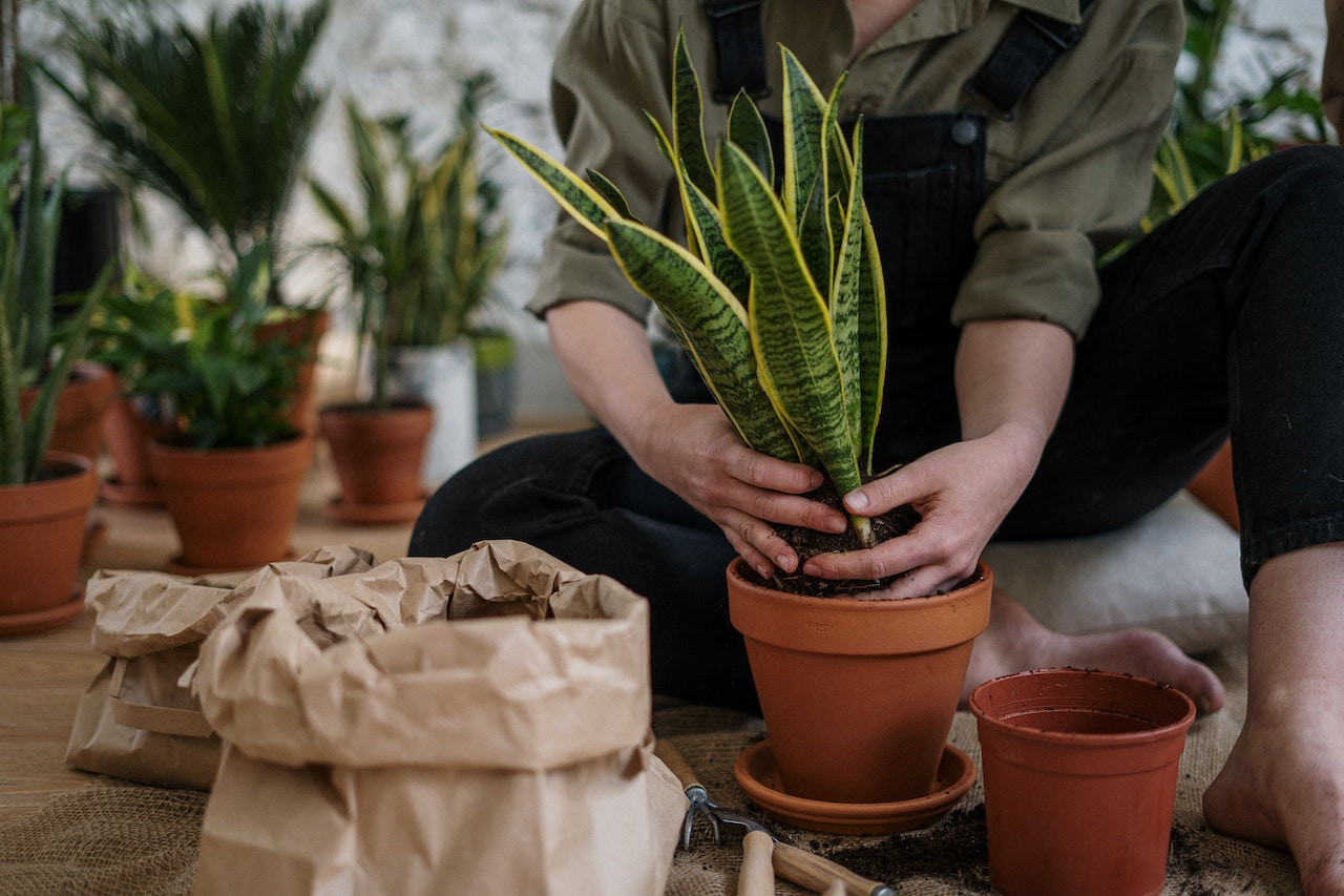 Laurentii Snake Plant | Plant Addicts
