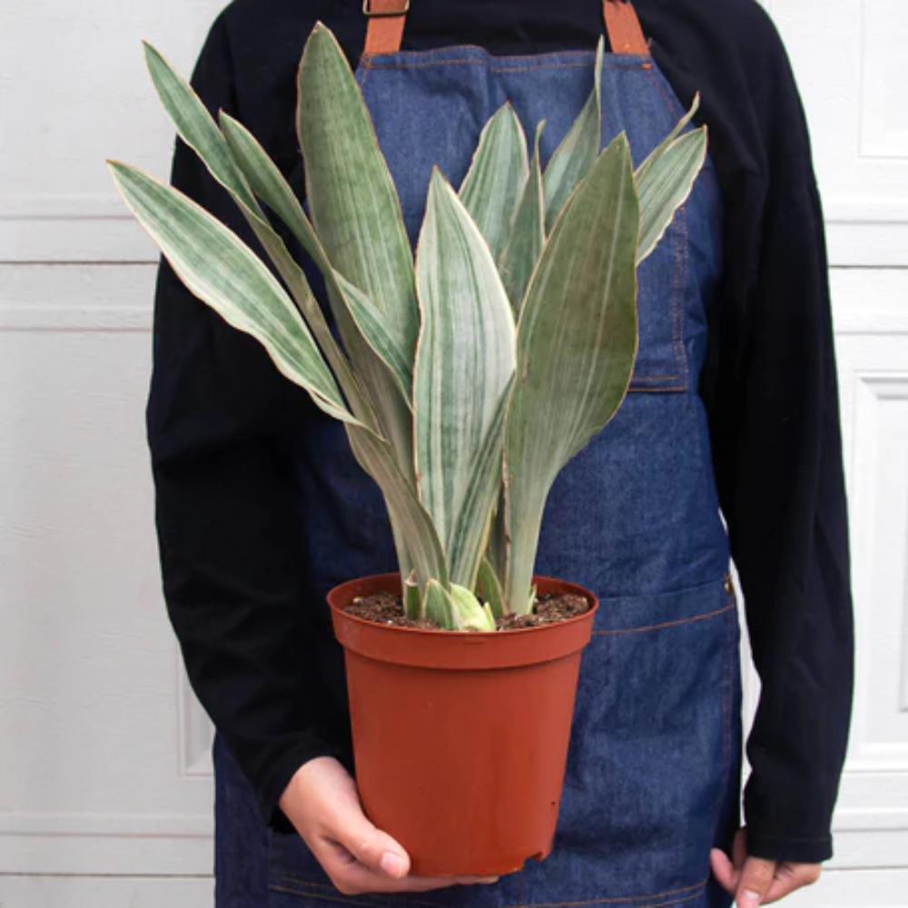 Sayuri Snake Plant | Plant Addicts