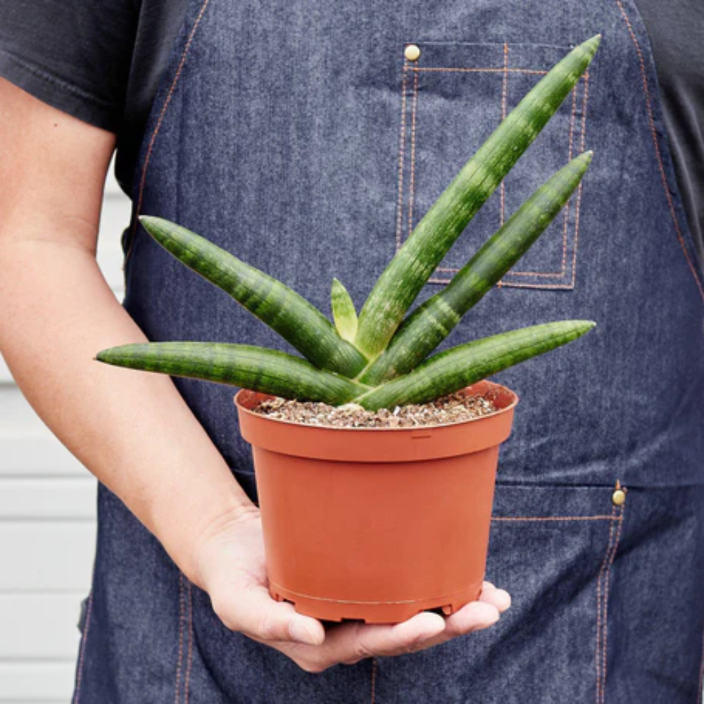 Starfish Snake Plant | Plant Addicts