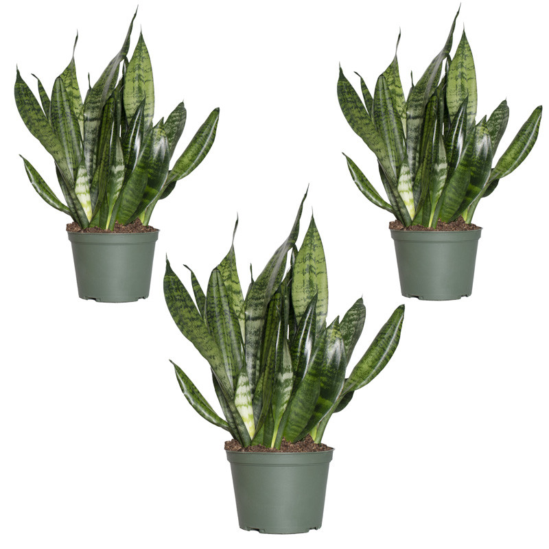 Snake Plant 'Zeylanica' 8" Pot / Nursery Pot