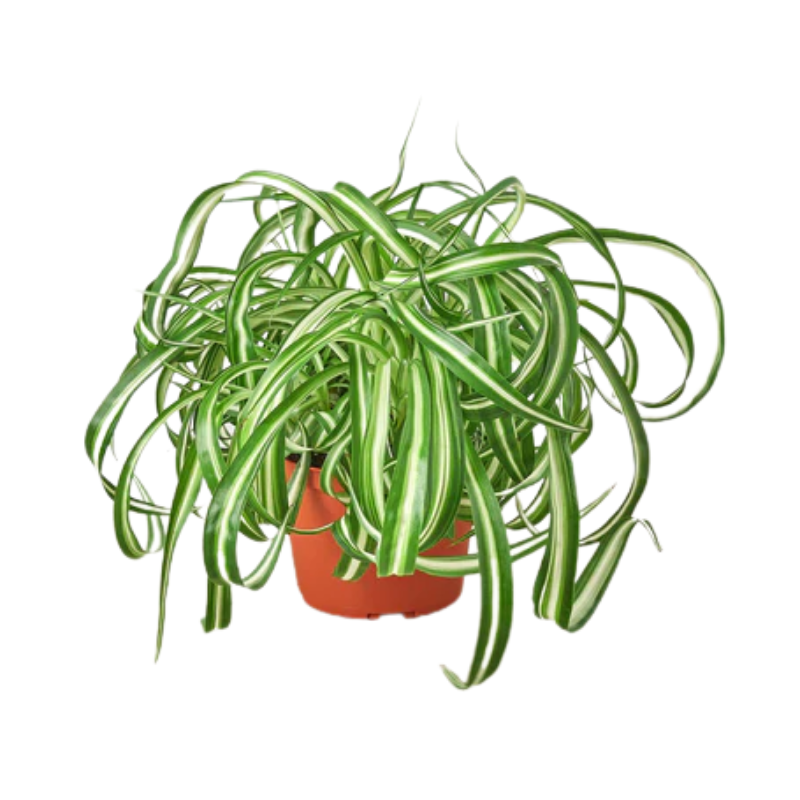 Bonnie Spider Plant | Plant Addicts