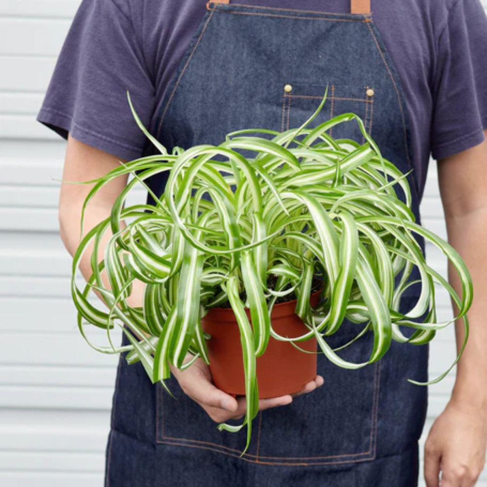 Spider Plant Bonnie 6 in.
