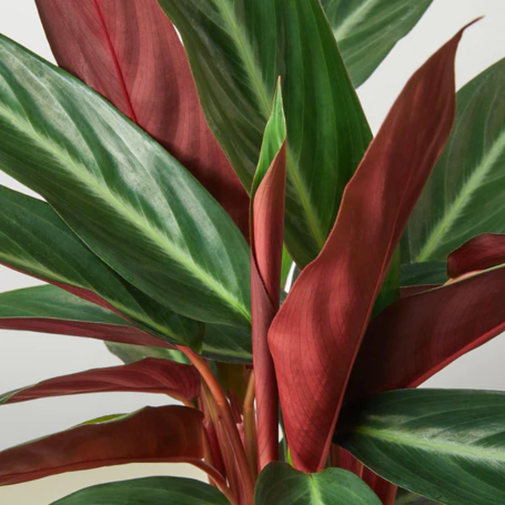 Stromanthe Sanguinea | Plant Addicts