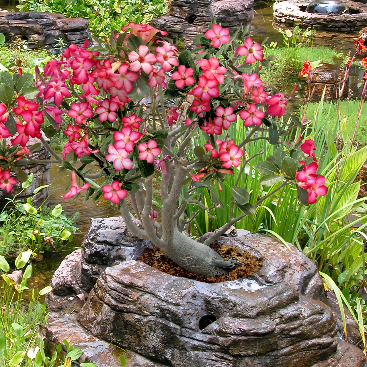 Desert Rose | Plant Addicts