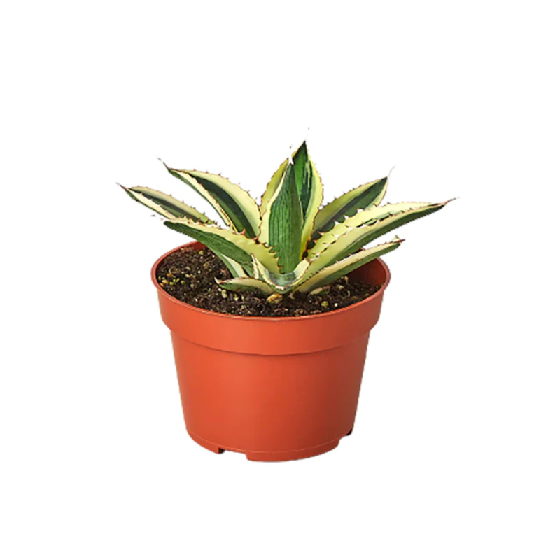 Agave Lophantha Quadricolor - Carnosa & Spinosa Agave Lophantha Quadricolor - Carnosa & Spinosa