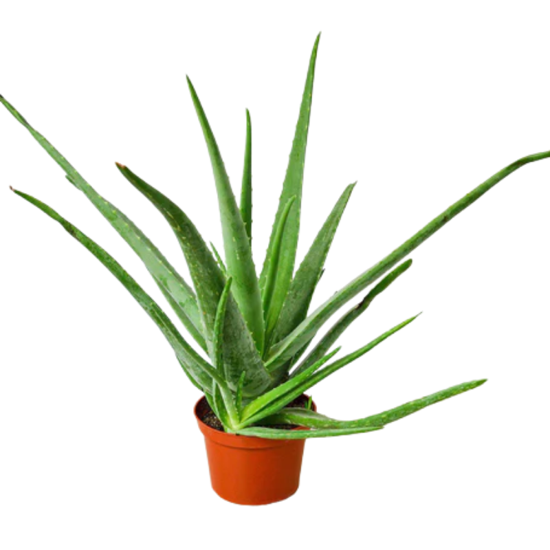 first aloe vera spray Skin soothing spray from Forever – الغذاء الحيوي