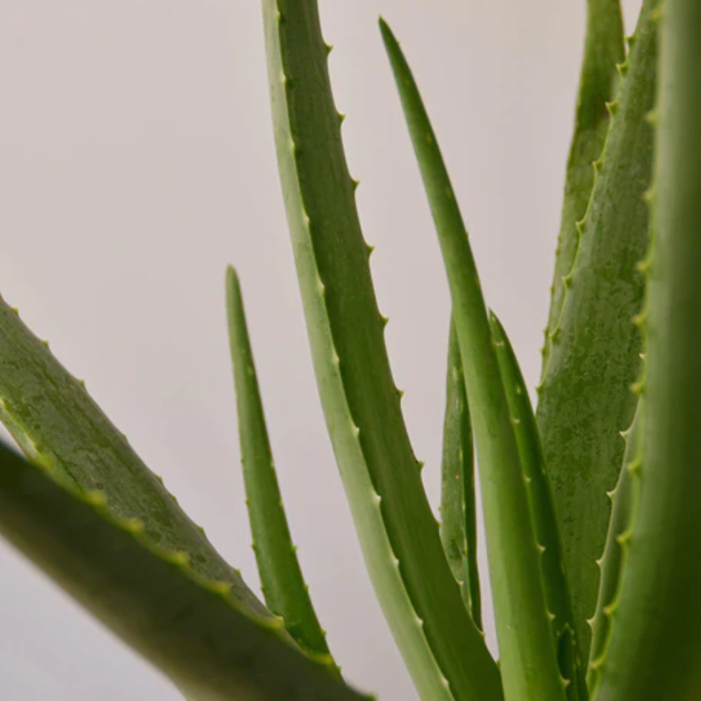 Aloe Vera Succulent