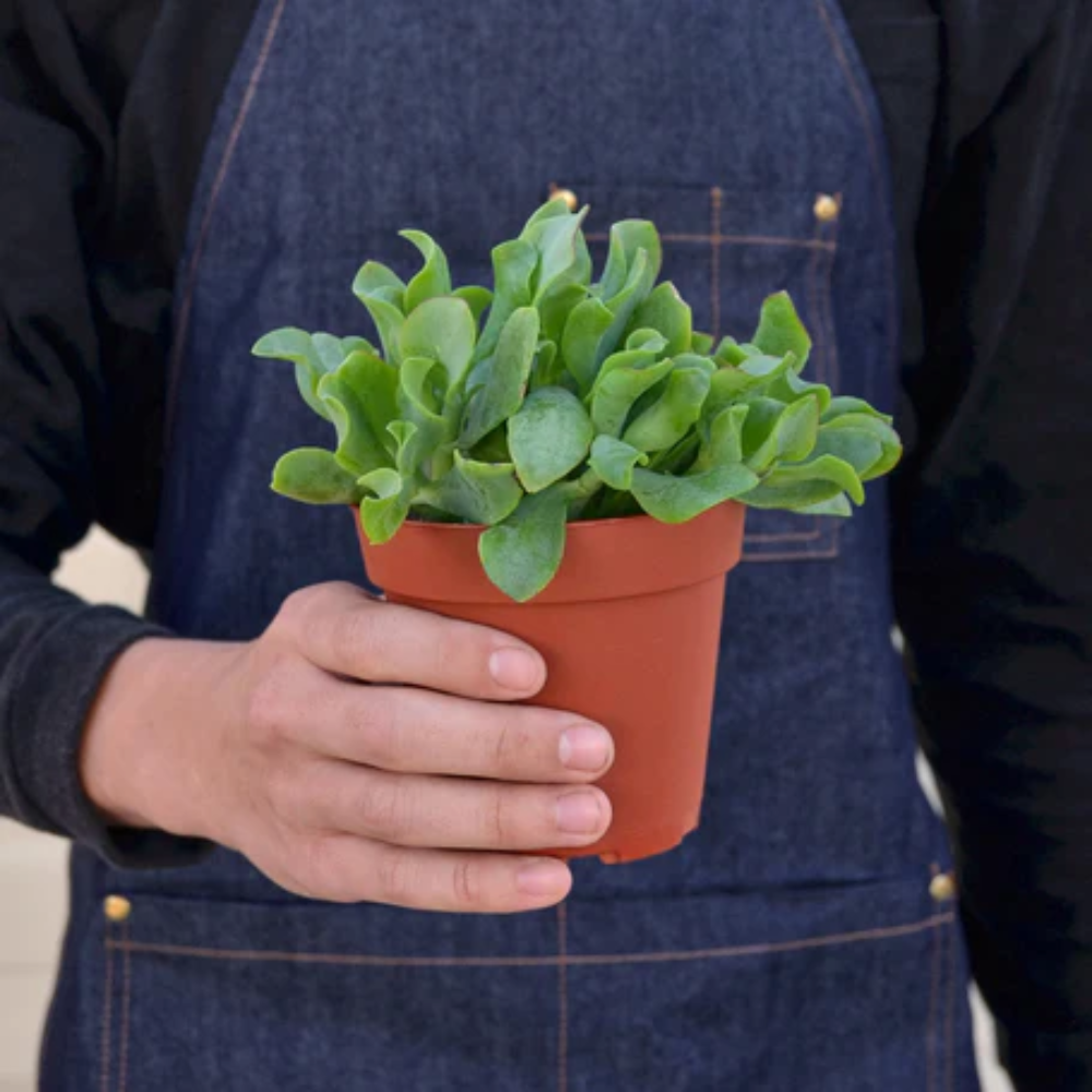 Ripple Jade Plant | Plant Addicts