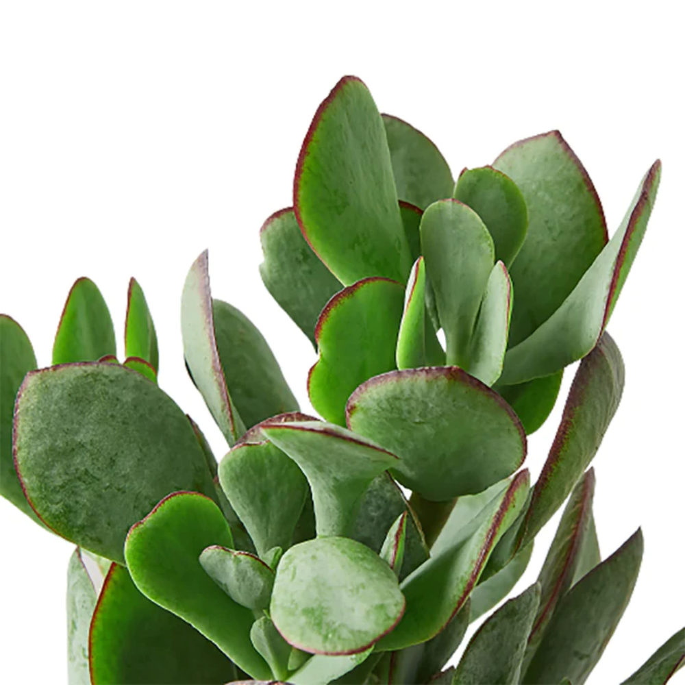 Silver Dollar Jade Plant | Plant Addicts