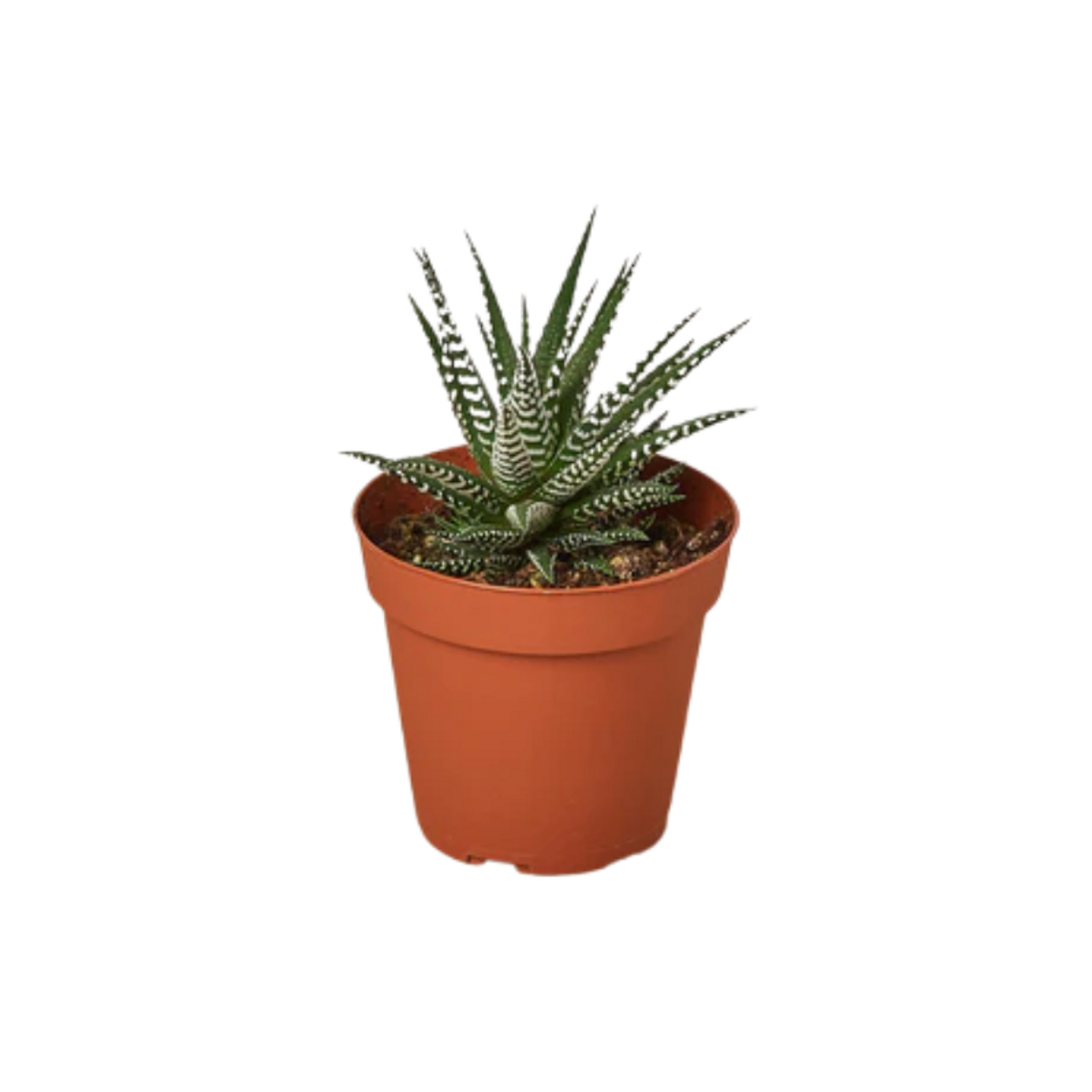 多肉植物全書 All about SUCCULENTS 多肉植物全書 All about SUCCULENTS | パワポン・スパナンタナー