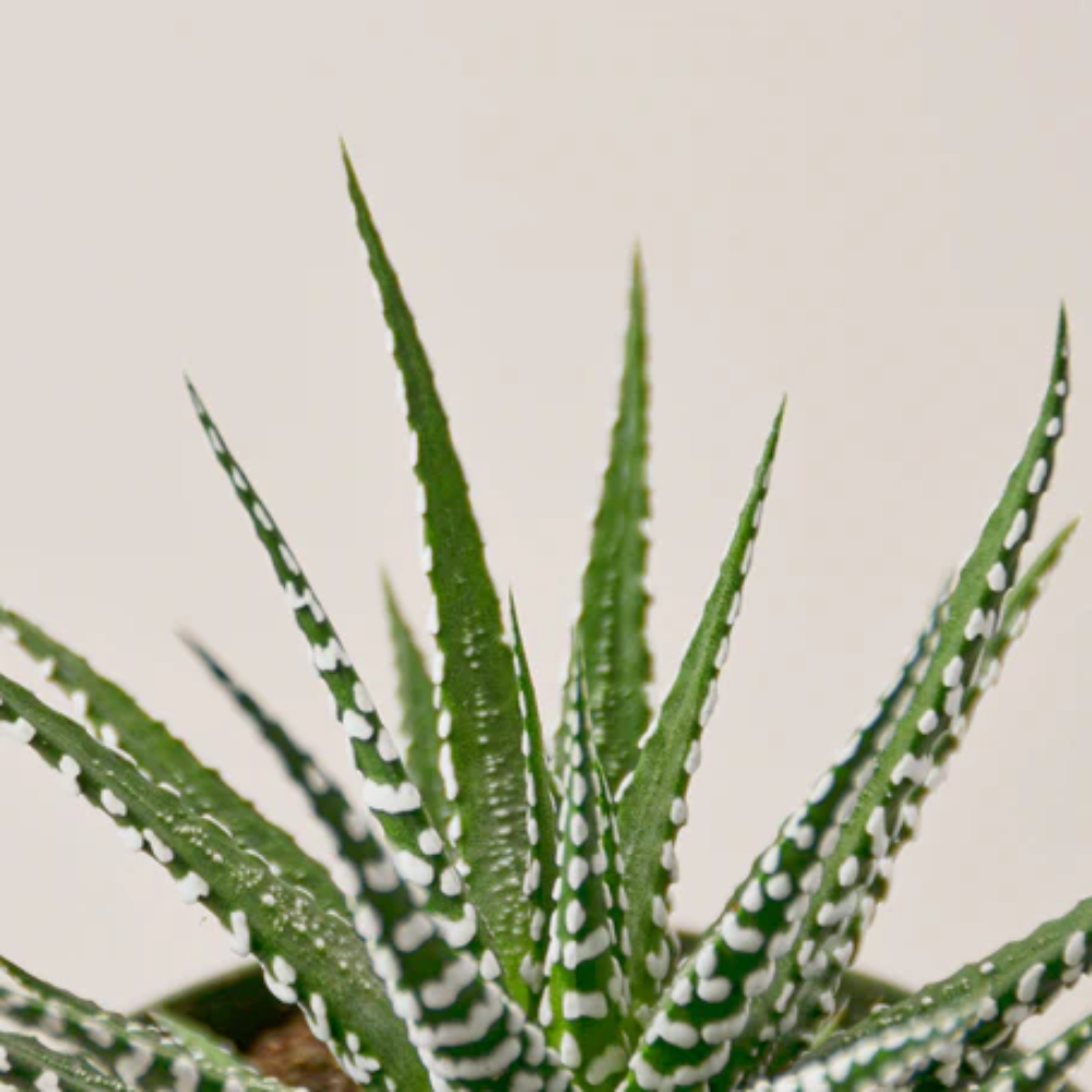 dolphin succulent Succulent 'String of Dolphins' | Indoor Plant | Tropical Plant | Potted  Plant